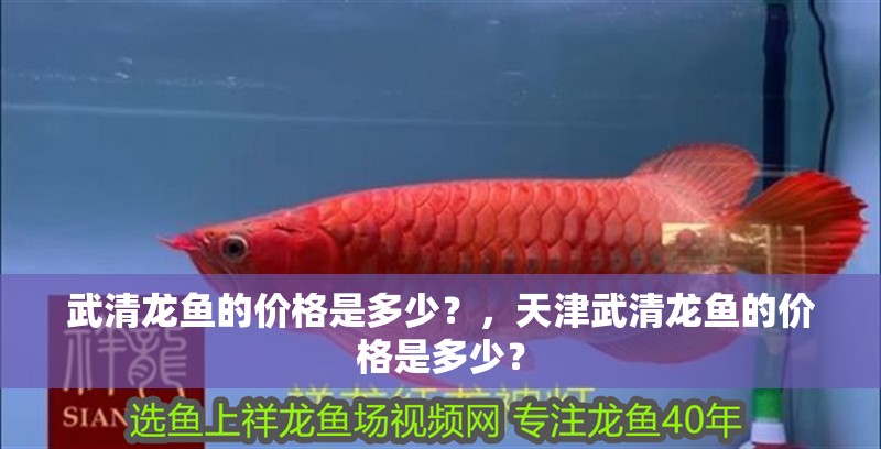 武清龍魚的價(jià)格是多少？，天津武清龍魚的價(jià)格是多少？