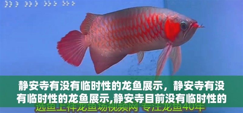 靜安寺有沒有臨時性的龍魚展示，靜安寺有沒有臨時性的龍魚展示,靜安寺目前沒有臨時性的龍魚展示