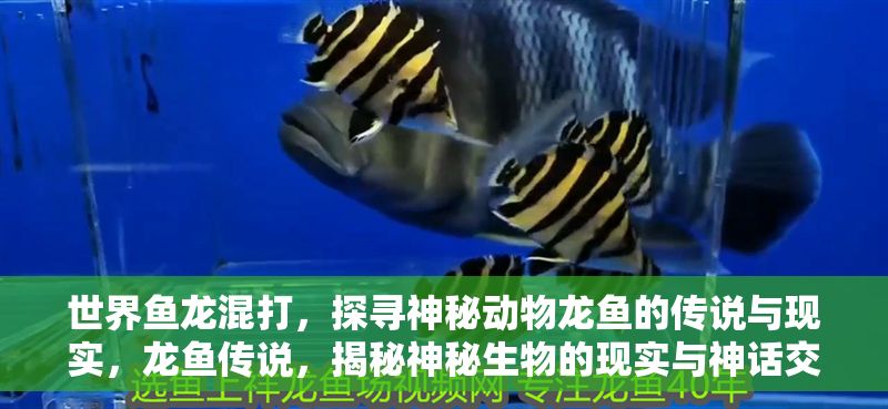 世界魚龍混打，探尋神秘動物龍魚的傳說與現實，龍魚傳說，揭秘神秘生物的現實與神話交織之謎 世界魚龍混打，探尋神秘動物龍魚的傳說與現實，龍魚傳說，揭秘神秘生物的現實與神話交織之謎 龍魚百科 第1張