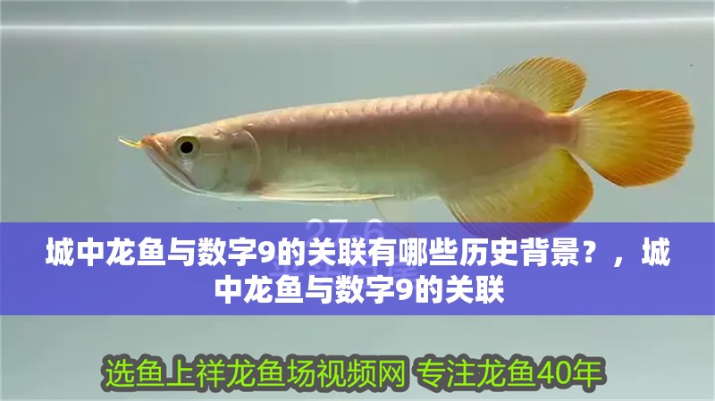 給大魚缸換水的作文:體驗給大魚缸換水的樂趣:體驗給大魚缸換水:給大魚缸換水的作文 城中龍魚與數字9的關聯有哪些歷史背景?,城中龍魚與數字9的關聯 龍魚百科 城中龍魚與數字9的關聯有哪些歷史背景?,城中龍魚與數字9的關聯 城中龍魚與數字9的關聯有哪些歷史背景?,城中龍魚與數字9的關聯 龍魚百科