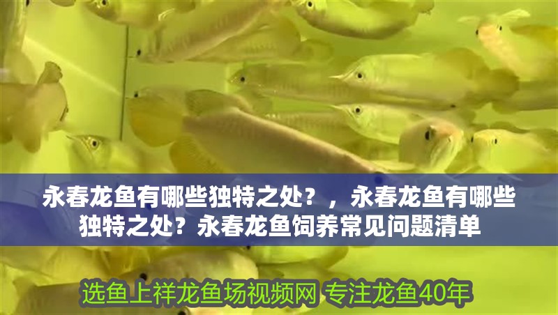 永春龍魚有哪些獨特之處？，永春龍魚有哪些獨特之處？永春龍魚飼養常見問題清單