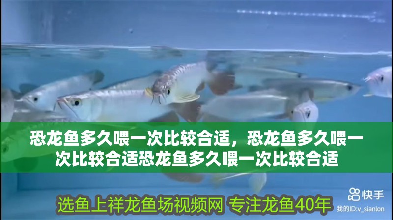 恐龍魚多久喂一次比較合適，恐龍魚多久喂一次比較合適恐龍魚多久喂一次比較合適