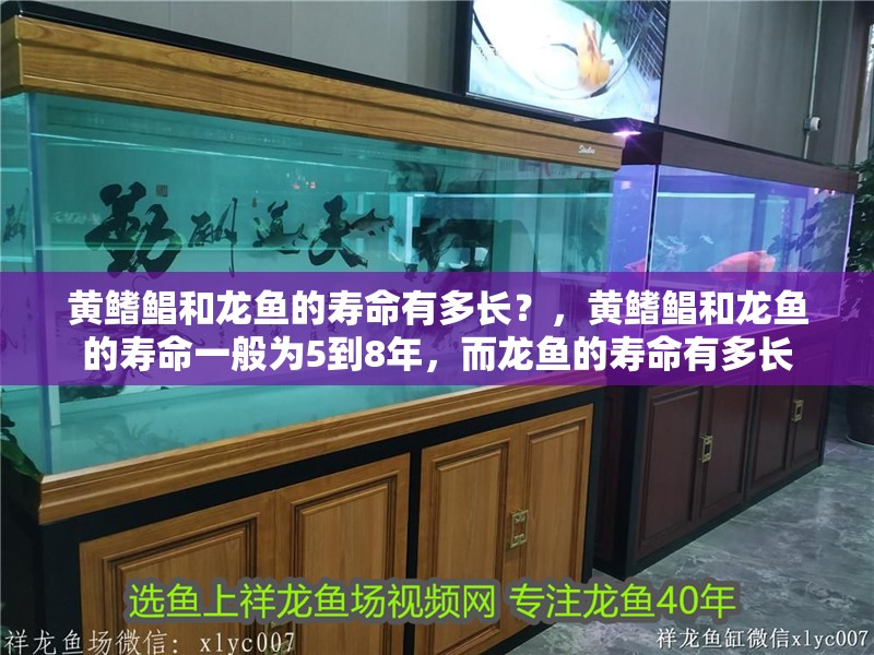黃鰭鯧和龍魚的壽命有多長？，黃鰭鯧和龍魚的壽命一般為5到8年，而龍魚的壽命有多長