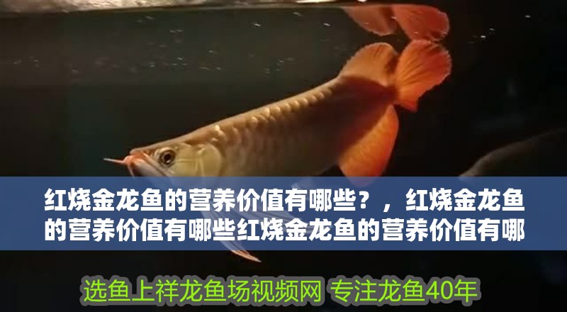 紅燒金龍魚的營養(yǎng)價(jià)值有哪些？，紅燒金龍魚的營養(yǎng)價(jià)值有哪些紅燒金龍魚的營養(yǎng)價(jià)值有哪些