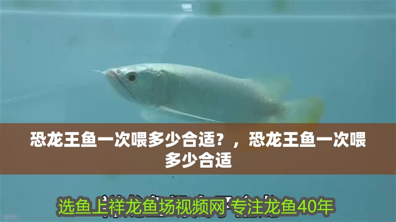 恐龍王魚一次喂多少合適？，恐龍王魚一次喂多少合適 恐龍王魚一次喂多少合適？，恐龍王魚一次喂多少合適 龍魚百科