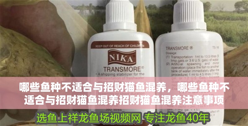 哪些魚種不適合與招財貓魚混養，哪些魚種不適合與招財貓魚混養招財貓魚混養注意事項