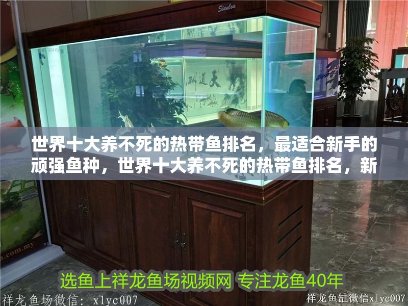 世界十大養不死的熱帶魚排名，最適合新手的頑強魚種，世界十大養不死的熱帶魚排名，新手首選頑強魚種指南 世界十大養不死的熱帶魚排名，最適合新手的頑強魚種，世界十大養不死的熱帶魚排名，新手首選頑強魚種指南 龍魚百科 第1張