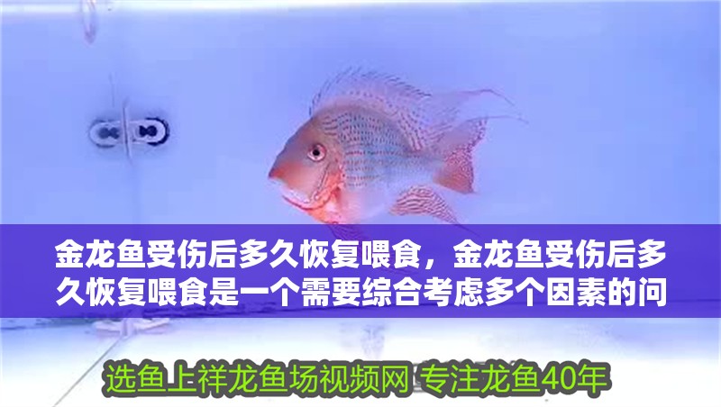 金龍魚受傷后多久恢復喂食，金龍魚受傷后多久恢復喂食是一個需要綜合考慮多個因素的問題 金龍魚受傷后多久恢復喂食，金龍魚受傷后多久恢復喂食是一個需要綜合考慮多個因素的問題 龍魚百科