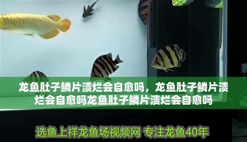 龍魚肚子鱗片潰爛會自愈嗎，龍魚肚子鱗片潰爛會自愈嗎龍魚肚子鱗片潰爛會自愈嗎 龍魚肚子鱗片潰爛會自愈嗎，龍魚肚子鱗片潰爛會自愈嗎龍魚肚子鱗片潰爛會自愈嗎 龍魚百科