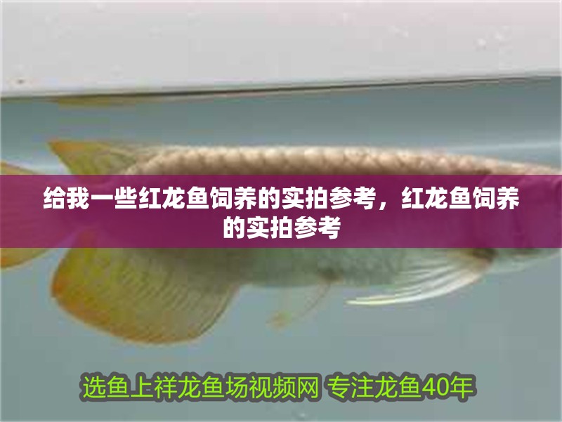 給我一些紅龍魚(yú)飼養(yǎng)的實(shí)拍參考，紅龍魚(yú)飼養(yǎng)的實(shí)拍參考