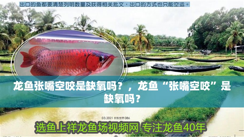 龍魚張嘴空咬是缺氧嗎？，龍魚“張嘴空咬”是缺氧嗎？ 龍魚張嘴空咬是缺氧嗎？，龍魚“張嘴空咬”是缺氧嗎？ 龍魚百科
