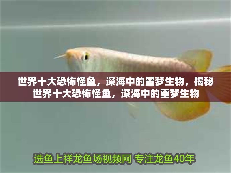 世界十大恐怖怪魚，深海中的噩夢生物，揭秘世界十大恐怖怪魚，深海中的噩夢生物 世界十大恐怖怪魚，深海中的噩夢生物，揭秘世界十大恐怖怪魚，深海中的噩夢生物 龍魚百科 第1張