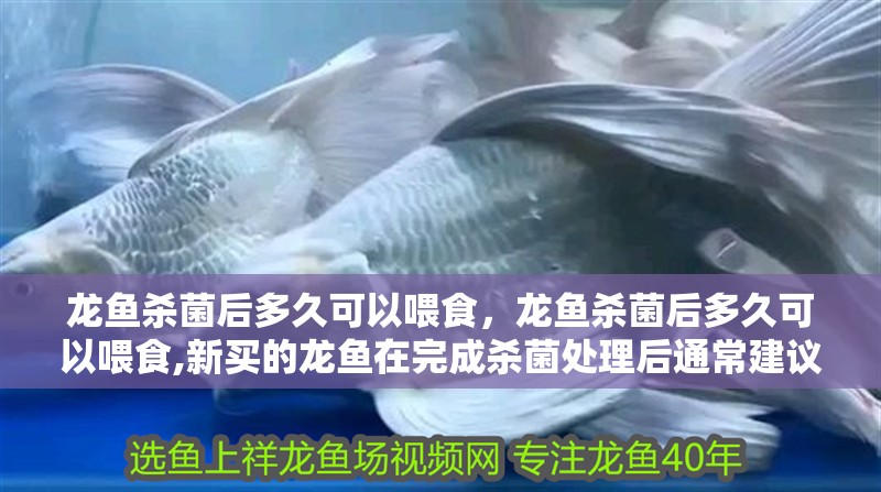 龍魚殺菌后多久可以喂食，龍魚殺菌后多久可以喂食,新買的龍魚在完成殺菌處理后通常建議等待