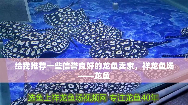 給我推薦一些信譽良好的龍魚賣家，祥龍魚場——龍魚