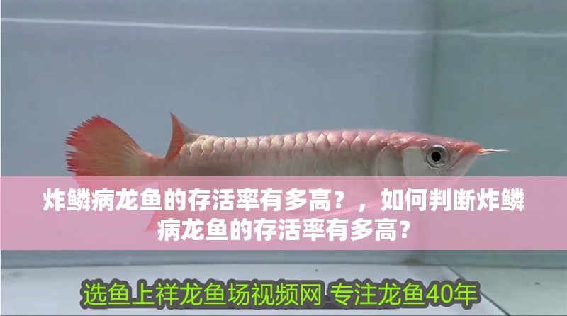 炸鱗病龍魚的存活率有多高？，如何判斷炸鱗病龍魚的存活率有多高？