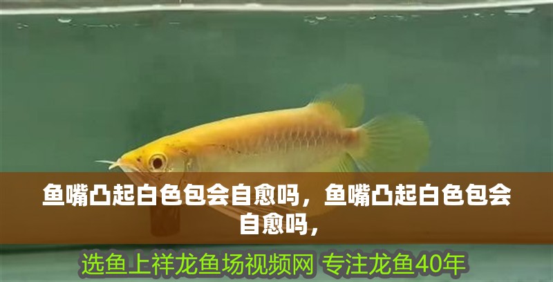 魚嘴凸起白色包會自愈嗎，魚嘴凸起白色包會自愈嗎，