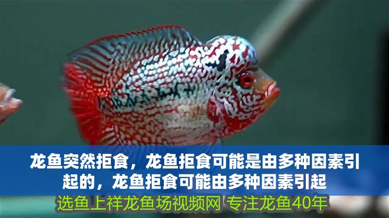 龍魚突然拒食，龍魚拒食可能是由多種因素引起的，龍魚拒食可能由多種因素引起