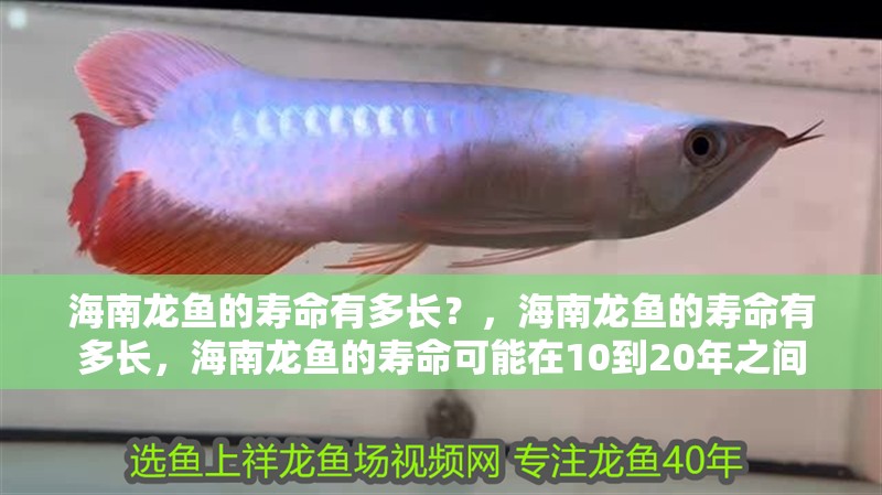 海南龍魚的壽命有多長？，海南龍魚的壽命有多長，海南龍魚的壽命可能在10到20年之間