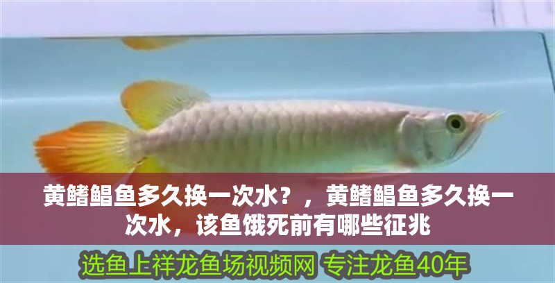黃鰭鯧魚(yú)多久換一次水？，黃鰭鯧魚(yú)多久換一次水，該魚(yú)餓死前有哪些征兆