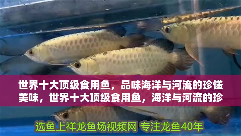 世界十大頂級食用魚，品味海洋與河流的珍饈美味，世界十大頂級食用魚，海洋與河流的珍饈美味榜單