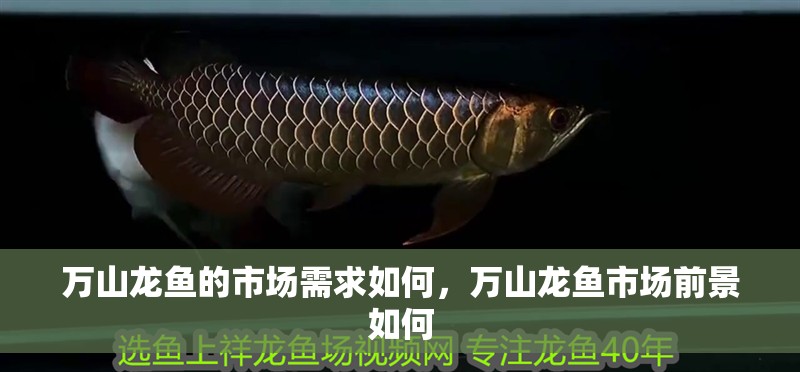 紅龍魚用黃燈烤有用嗎 萬山龍魚的市場需求如何,萬山龍魚市場前景如何 龍魚百科 萬山龍魚的市場需求如何,萬山龍魚市場前景如何 萬山龍魚的市場需求如何,萬山龍魚市場前景如何 龍魚百科