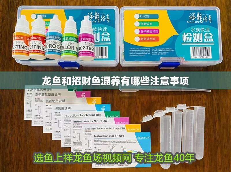 龍魚和招財(cái)魚混養(yǎng)有哪些注意事項(xiàng)