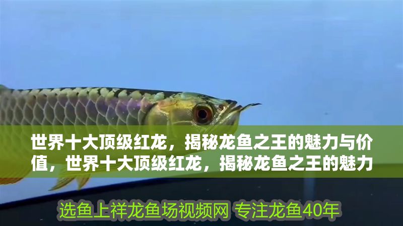 世界十大頂級紅龍，揭秘龍魚之王的魅力與價值，世界十大頂級紅龍，揭秘龍魚之王的魅力與價值 世界十大頂級紅龍，揭秘龍魚之王的魅力與價值，世界十大頂級紅龍，揭秘龍魚之王的魅力與價值 龍魚百科 第1張
