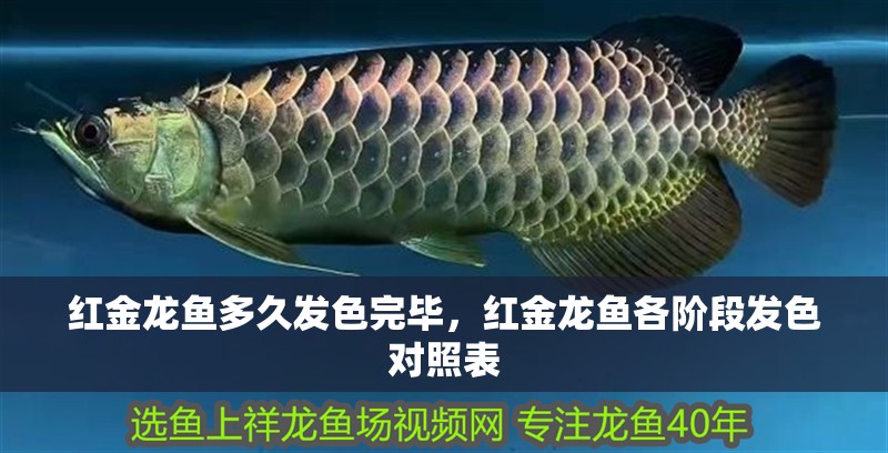 紅金龍魚多久發(fā)色完畢，紅金龍魚各階段發(fā)色對照表