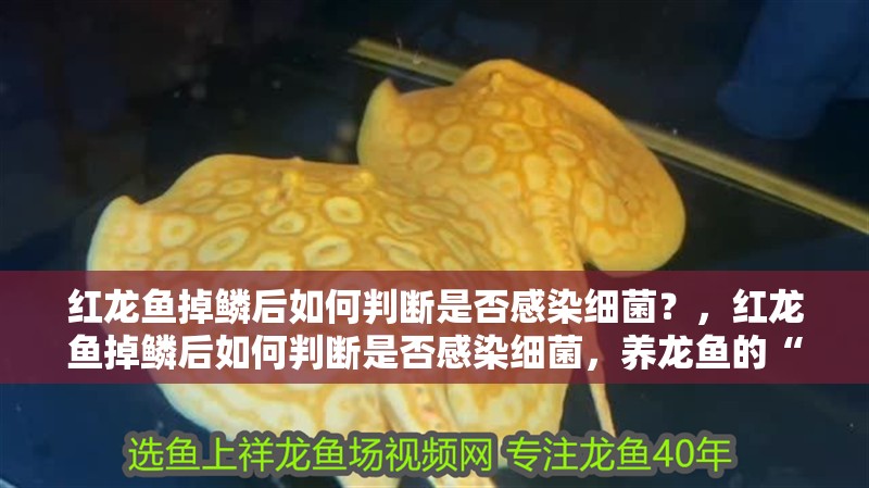 紅龍魚掉鱗后如何判斷是否感染細菌？，紅龍魚掉鱗后如何判斷是否感染細菌，養龍魚的“老手”