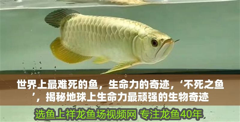 世界上最難死的魚，生命力的奇跡，‘不死之魚’，揭秘地球上生命力最頑強的生物奇跡 世界上最難死的魚，生命力的奇跡，‘不死之魚’，揭秘地球上生命力最頑強的生物奇跡 龍魚百科 第1張