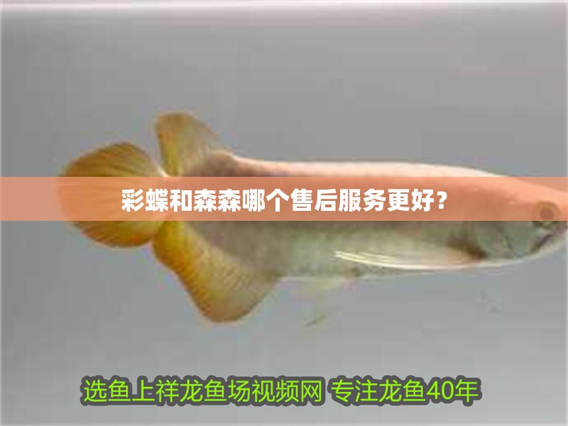 魚缸過濾器選購指南:自制魚缸過濾器魚缸上置過濾器對于養魚愛好者的必備知識 彩蝶和森森哪個售后服務更好? 龍魚百科 彩蝶和森森哪個售后服務更好? 彩蝶和森森哪個售后服務更好? 龍魚百科