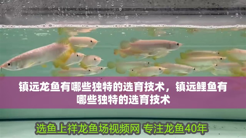 鎮遠龍魚有哪些獨特的選育技術，鎮遠鯉魚有哪些獨特的選育技術