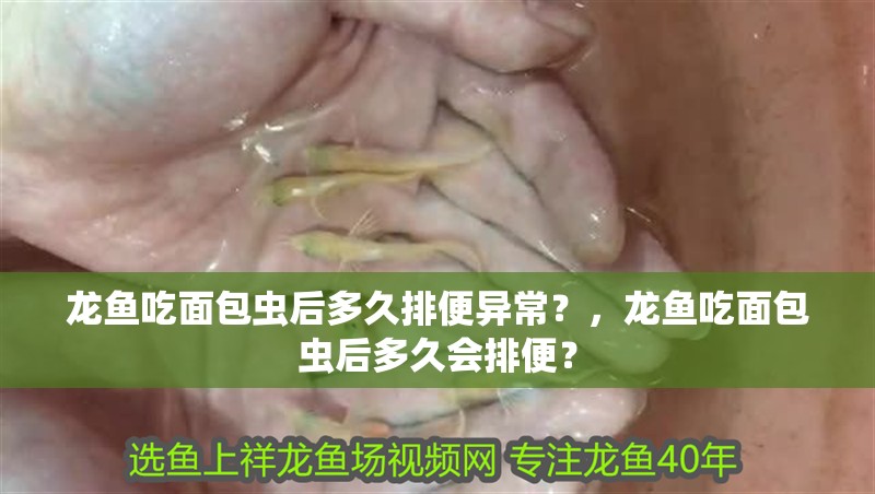 龍魚吃面包蟲后多久排便異常？，龍魚吃面包蟲后多久會排便？ 龍魚吃面包蟲后多久排便異常？，龍魚吃面包蟲后多久會排便？ 龍魚百科