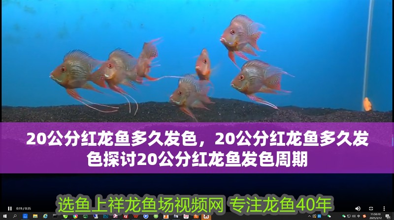 鸚鵡魚和銀龍魚混養怎樣喂食 20公分紅龍魚多久發色,20公分紅龍魚多久發色探討20公分紅龍魚發色周期 龍魚百科 20公分紅龍魚多久發色,20公分紅龍魚多久發色探討20公分紅龍魚發色周期 20公分紅龍魚多久發色,20公分紅龍魚多久發色探討20公分紅龍魚發色周期 龍魚百科