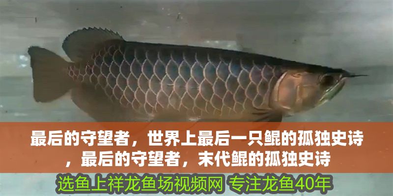 最后的守望者，世界上最后一只鯤的孤獨(dú)史詩，最后的守望者，末代鯤的孤獨(dú)史詩