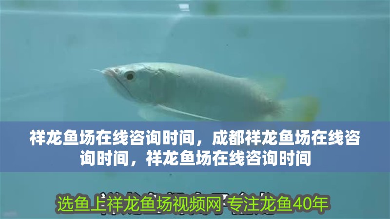 祥龍魚(yú)場(chǎng)在線咨詢時(shí)間，成都祥龍魚(yú)場(chǎng)在線咨詢時(shí)間，祥龍魚(yú)場(chǎng)在線咨詢時(shí)間