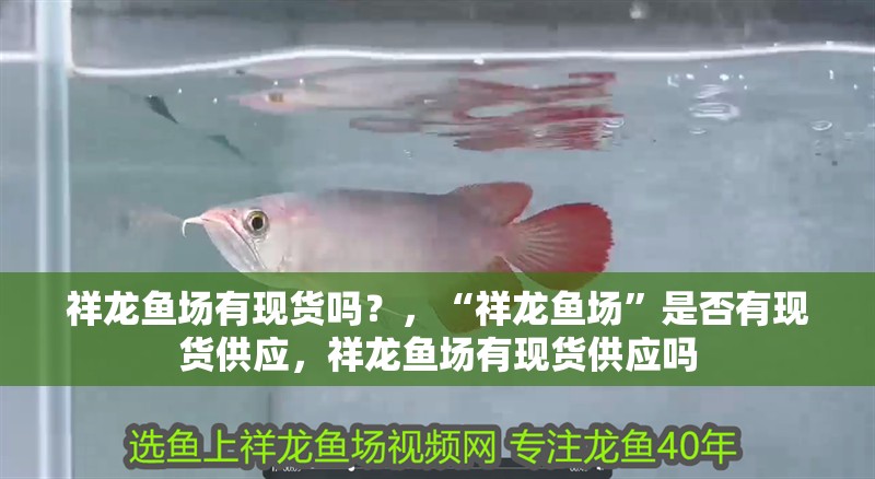 祥龍魚場有現貨嗎？，“祥龍魚場”是否有現貨供應，祥龍魚場有現貨供應嗎