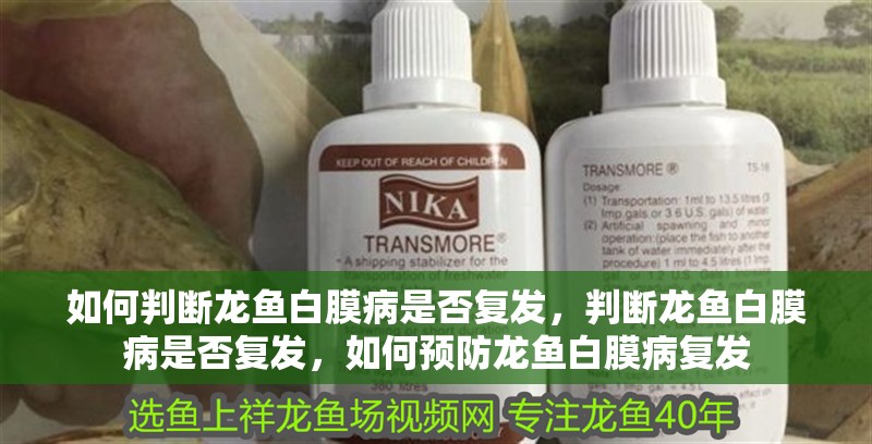 魚缸造景先放沙還是先放水(魚缸造景先鋪沙還是先放石頭) 如何判斷龍魚白膜病是否復發,判斷龍魚白膜病是否復發,如何預防龍魚白膜病復發 龍魚百科 如何判斷龍魚白膜病是否復發,判斷龍魚白膜病是否復發,如何預防龍魚白膜病復發 如何判斷龍魚白膜病是否復發,判斷龍魚白膜病是否復發,如何預防龍魚白膜病復發 龍魚百科