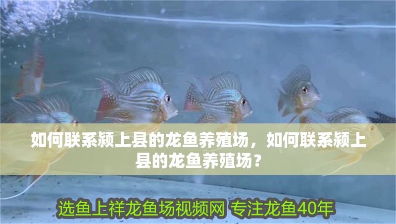 如何聯(lián)系潁上縣的龍魚養(yǎng)殖場(chǎng)，如何聯(lián)系潁上縣的龍魚養(yǎng)殖場(chǎng)？