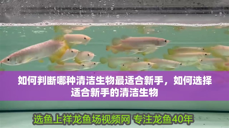 如何判斷哪種清潔生物最適合新手，如何選擇適合新手的清潔生物