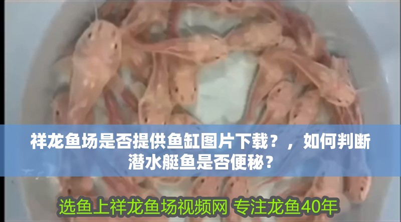 祥龍魚場是否提供魚缸圖片下載？，如何判斷潛水艇魚是否便秘？