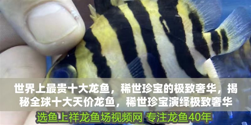 世界上最貴十大龍魚,稀世珍寶的極致奢華,揭秘全球十大天價(jià)龍魚,稀世珍寶演繹極致奢華