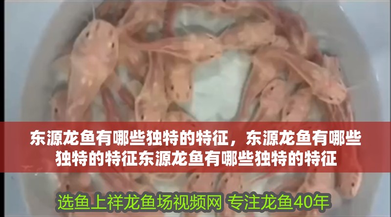 東源龍魚有哪些獨(dú)特的特征，東源龍魚有哪些獨(dú)特的特征東源龍魚有哪些獨(dú)特的特征 東源龍魚有哪些獨(dú)特的特征，東源龍魚有哪些獨(dú)特的特征東源龍魚有哪些獨(dú)特的特征 龍魚百科
