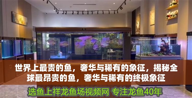 世界上最貴的魚,奢華與稀有的象征,揭秘全球最昂貴的魚,奢華與稀有的終極象征 龍魚百科 第1張 世界上最貴的魚,奢華與稀有的象征,揭秘全球最昂貴的魚,奢華與稀有的終極象征 世界上最貴的魚,奢華與稀有的象征,揭秘全球最昂貴的魚,奢華與稀有的終極象征 龍魚百科 第1張