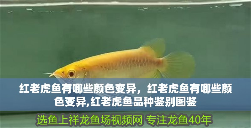 紅老虎魚有哪些顏色變異，紅老虎魚有哪些顏色變異,紅老虎魚品種鑒別圖鑒