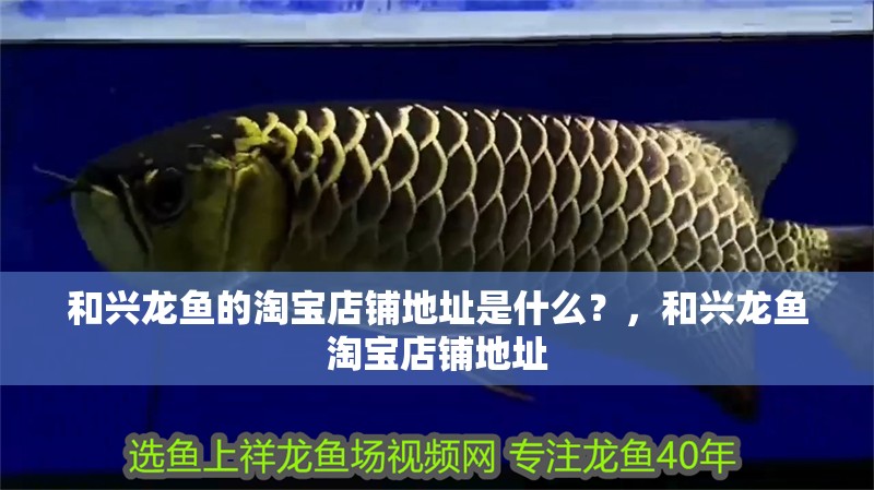 和興龍魚的淘寶店鋪地址是什么？，和興龍魚淘寶店鋪地址