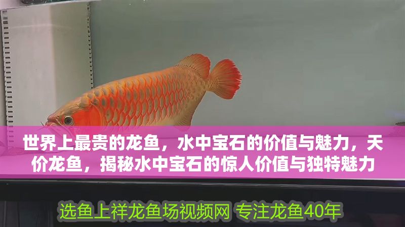 世界上最貴的龍魚，水中寶石的價(jià)值與魅力，天價(jià)龍魚，揭秘水中寶石的驚人價(jià)值與獨(dú)特魅力