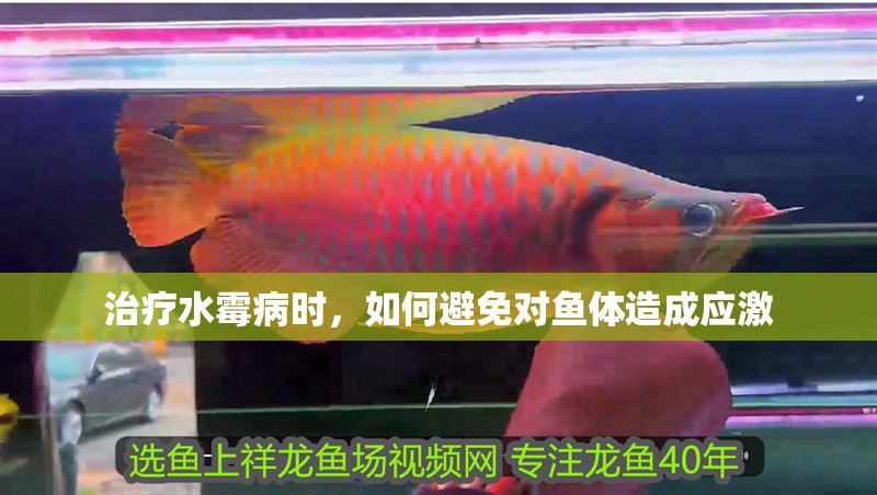 治療水霉病時，如何避免對魚體造成應激
