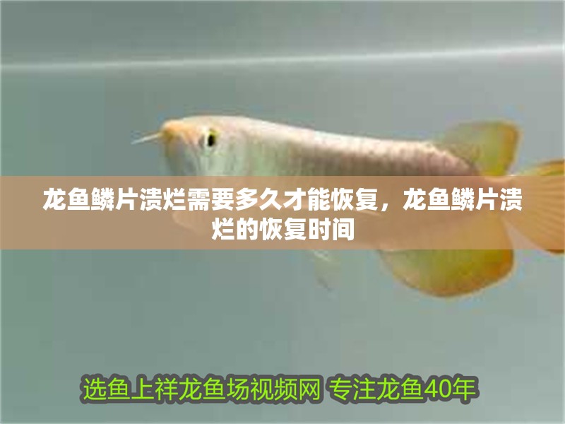龍魚鱗片潰爛需要多久才能恢復(fù)，龍魚鱗片潰爛的恢復(fù)時間