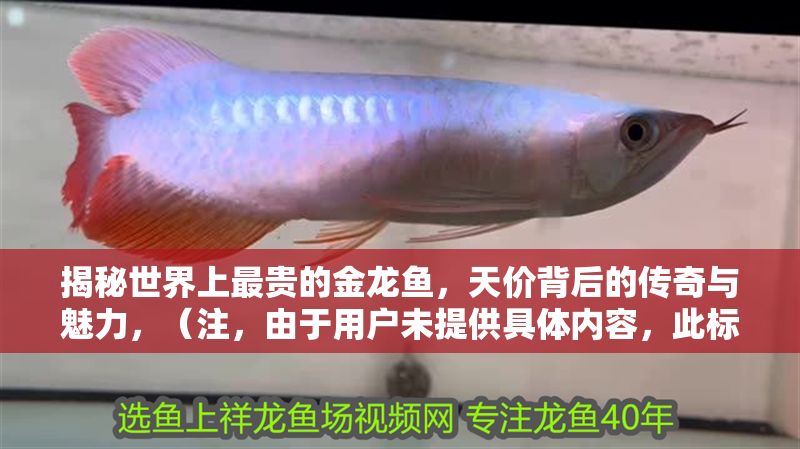 揭秘世界上最貴的金龍魚(yú),天價(jià)背后的傳奇與魅力,(注,由于用戶未提供具體內(nèi)容,此標(biāo)題是基于金龍魚(yú)這一關(guān)鍵詞的常見(jiàn)高價(jià)拍賣(mài)/交易新聞而創(chuàng)作的通用示例。若用戶能提供具體內(nèi)容細(xì)節(jié),標(biāo)題可進(jìn)一步精準(zhǔn)定制。) 龍魚(yú)百科 第1張 揭秘世界上最貴的金龍魚(yú),天價(jià)背后的傳奇與魅力,(注,由于用戶未提供具體內(nèi)容,此標(biāo)題是基于金龍魚(yú)這一關(guān)鍵詞的常見(jiàn)高價(jià)拍賣(mài)/交易新聞而創(chuàng)作的通用示例。若用戶能提供具體內(nèi)容細(xì)節(jié),標(biāo)題可進(jìn)一步精準(zhǔn)定制。) 揭秘世界上最貴的金龍魚(yú),天價(jià)背后的傳奇與魅力,(注,由于用戶未提供具體內(nèi)容,此標(biāo)題是基于金龍魚(yú)這一關(guān)鍵詞的常見(jiàn)高價(jià)拍賣(mài)/交易新聞而創(chuàng)作的通用示例。若用戶能提供具體內(nèi)容細(xì)節(jié),標(biāo)題可進(jìn)一步精準(zhǔn)定制。) 龍魚(yú)百科 第1張